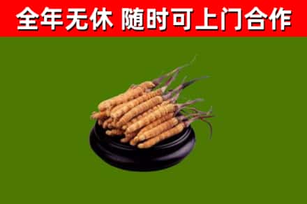 娄烦烟酒回收冬虫夏草.jpg